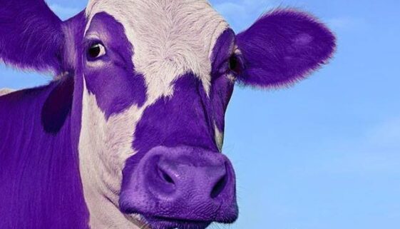 Purple Cow