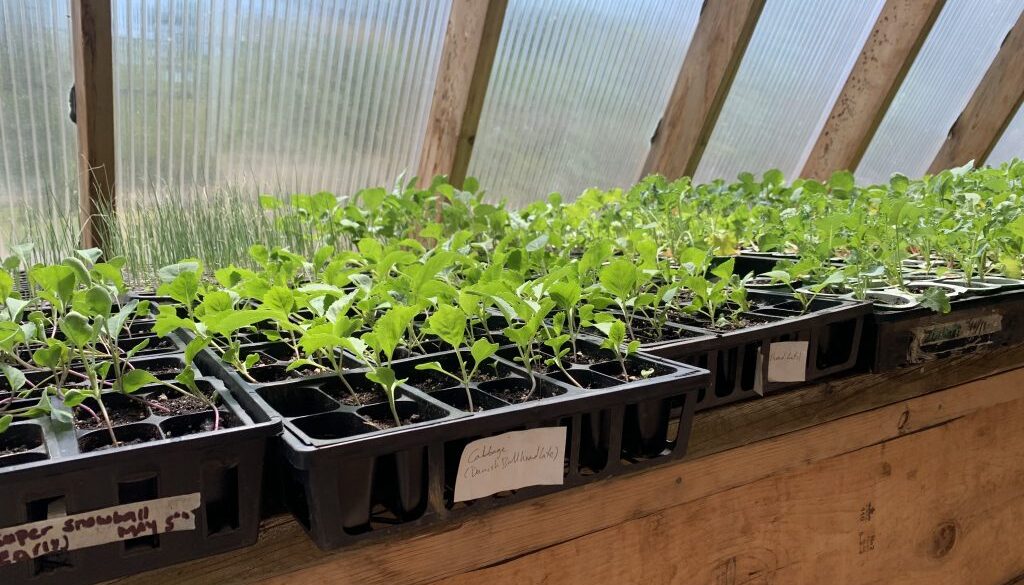 Feauture Image for Ville