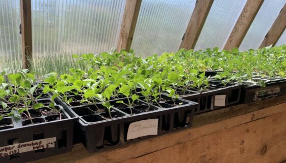 Feauture Image for Ville