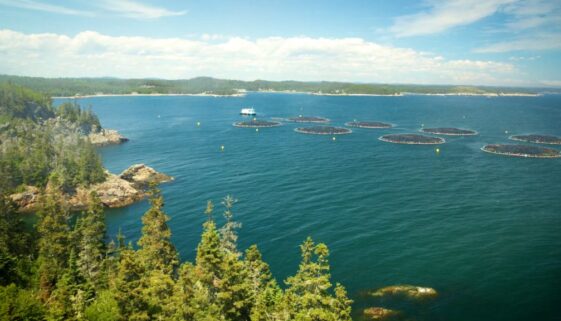 Cooke Salmon Farms-3