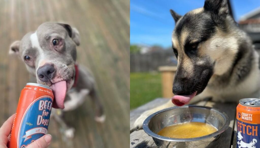 Beer For Dogs Collage