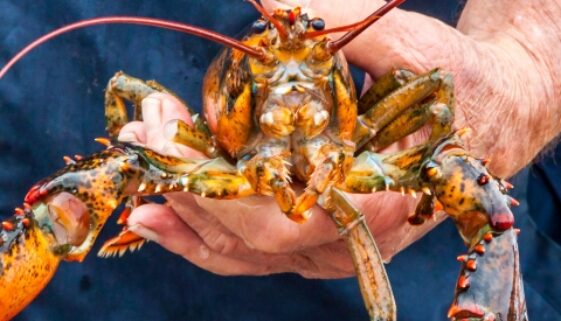 Fishing for fairness lobster