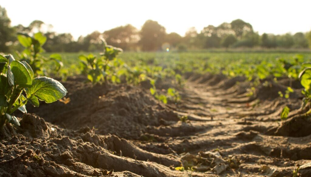 Photo by Dylan de Jonge on Unsplash