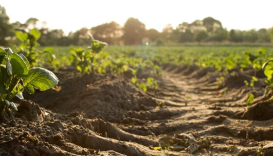 Photo by Dylan de Jonge on Unsplash