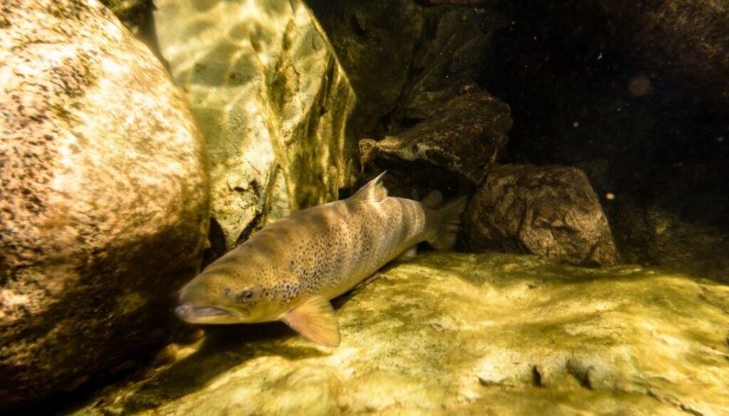 salmon in river
