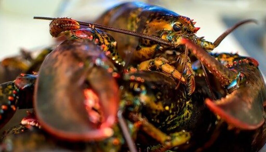 Lobster