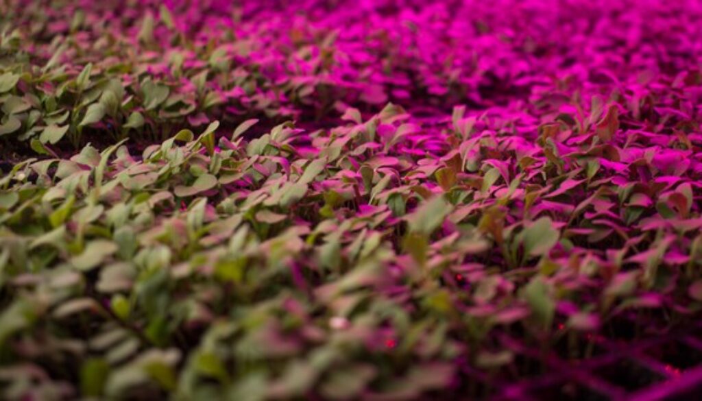 greenleaves