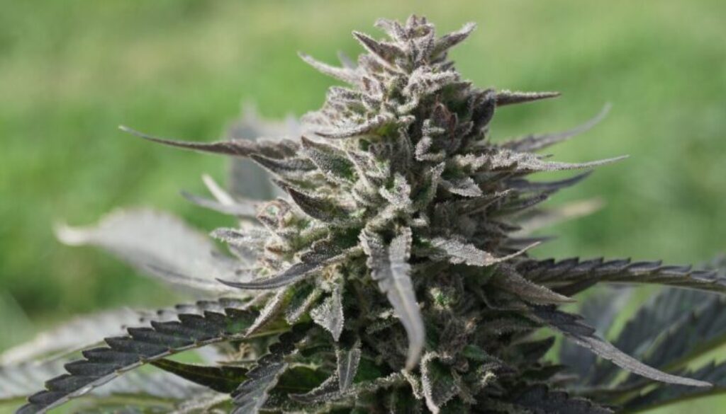 Greenherb Farms - Outdoor Cannabis