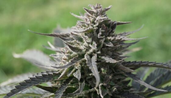 Greenherb Farms - Outdoor Cannabis