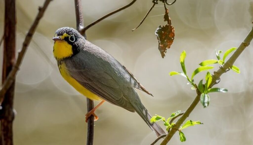 patrice-bouchard-Wq0tdsvq5_4-unsplash