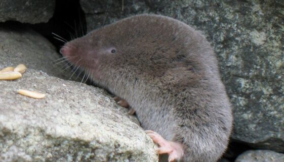 Longueur / Length: approx. 10 cm (4 inches)  North American mammal (order Insectivora) Mammifère nord-américain (ordre des insectivores) Bas-Saint-Laurent -- Province de Québec -- Canada  1892-2006 Canon PowerShot A620 Prise en septembre 2006  --  Taken in September 2006