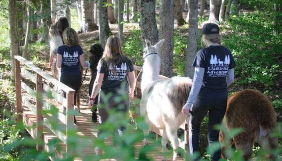 llama-mazing-adventures