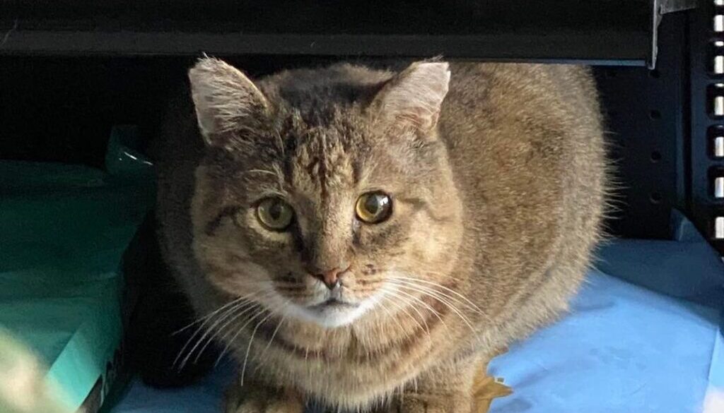 chonkers