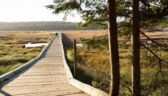 MicrosoftTeams-image (1)