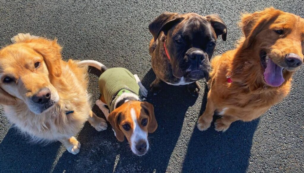 Dogs