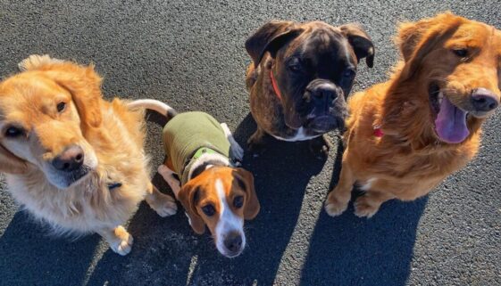 Dogs