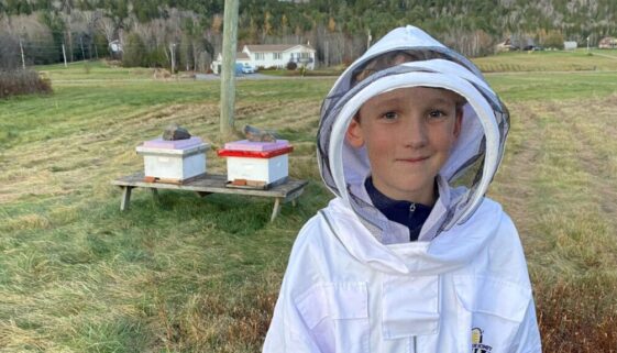 bees 3
